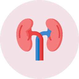 Kidney